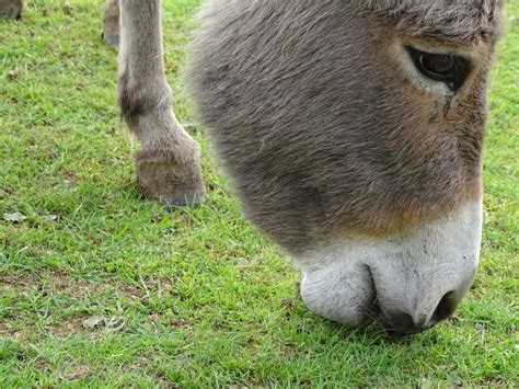 A Visit to the Flicka Donkey Sanctuary | Cornish Barn Holidays