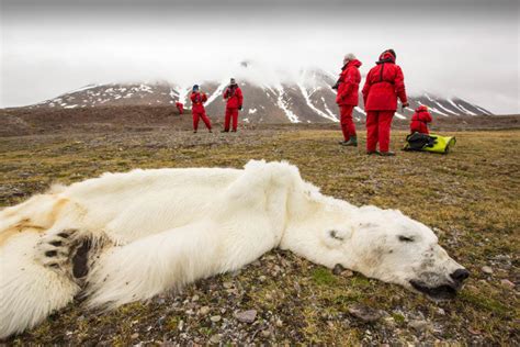 Adapt or Die: Walrus Join Crowd of Species Facing Climate Ultimatum