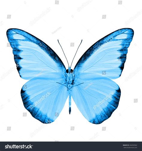 Beautiful Pale Blue Butterfly Chocolate Albatross Stock Photo 266090582 ...