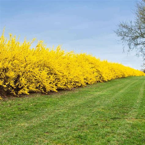 7 Tips for Growing a Forsythia Hedge | Gardener’s Path