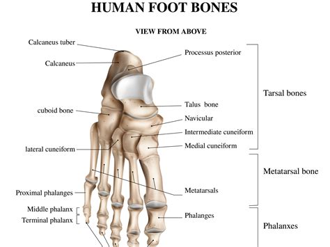 Foot bones anatomy composition by Macrovector on Dribbble