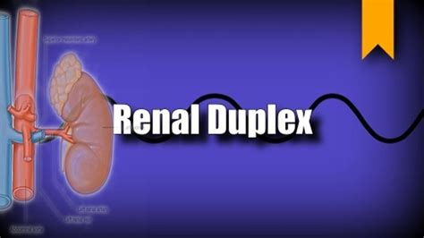 Renal Artery Duplex Anatomy, Protocol and Pathology | Ultrasound, Renal, Superior mesenteric artery