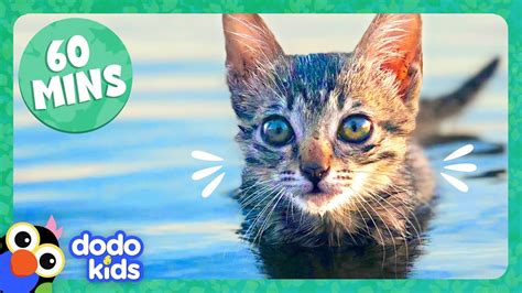 60 Minutes Of The Cutest Kitten Stories | Dodo Kids | Animal Videos ...