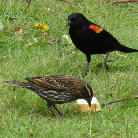 Red-winged Blackbird Agelaius phoeniceus – Wild Columbia County