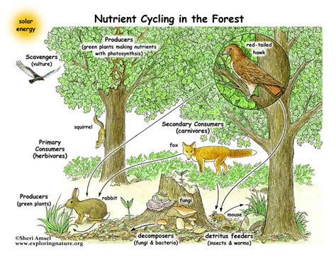 Learn about food webs of Exploringnature.org | Food web, Forest ecosystem, Ecosystems