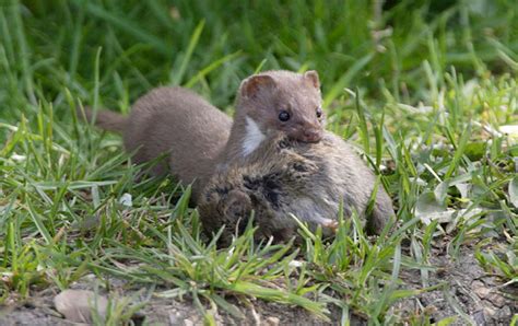 13 things you never knew about weasels, from taking on rabbits to ...