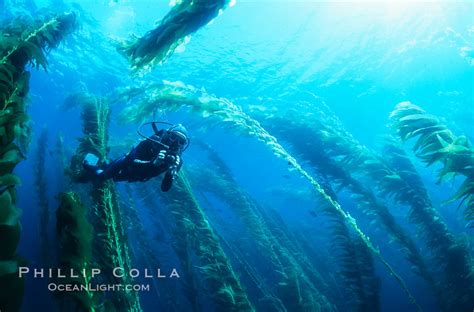 Photo of an Underwater Photographer in a Kelp Forest – Natural History ...