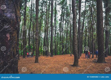 Pine Forest in Vagamon Hills is One of the Best Tourist Place in Kerala ...