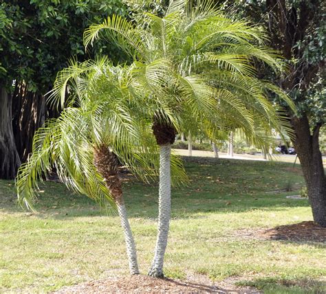 Pygmy Date Palm | sandy Poore | Flickr