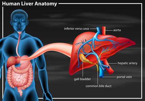 HIDA Scan For Bile Diseases | Gastrointestinal Disorders medical answers | Body & Health ...