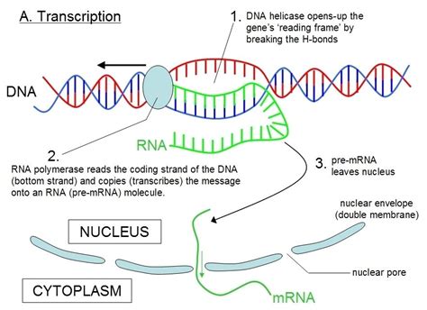 10+ What Is The Second Step Of Protein Synthesis Ideas