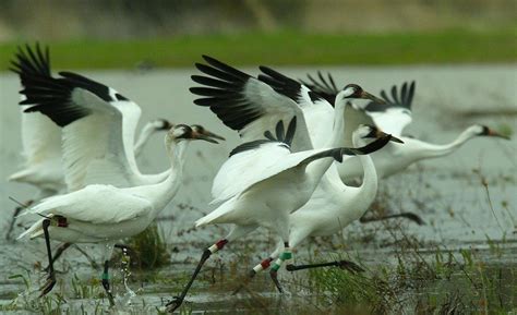 Top 5 Famous Bird Sanctuaries of India - World Infi