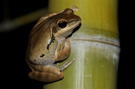 Common Indian Tree Frog | Marie-France Grenouillet - Wildlife Photographer