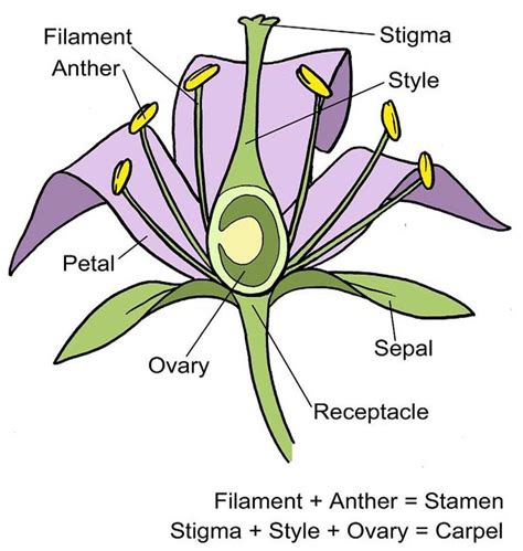 A flower structure diagram, including a blank copy for your students to write on / RHS Campaign ...