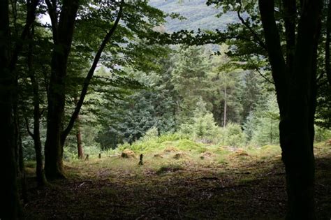 Some Benefits of Small Clearings in a Sustainable Forest - Northwest Natural Resource Group