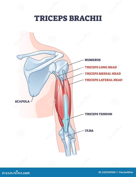 Triceps Brachii Muscle With Human Arm And Shoulder Bones Outline ...