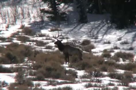 Camera Footage Captures Bull Elk Shedding Its Antlers - Wide Open Spaces