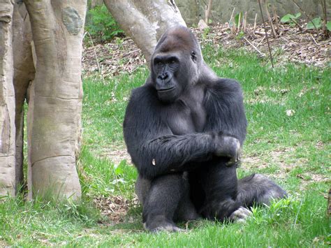 Eastern Gorilla | Wildlife | The Wildlife