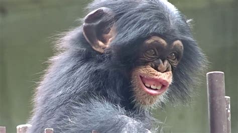 Cute and funny Twin Baby of Chimpanzee - Baby Chimps Can’t Stop - YouTube