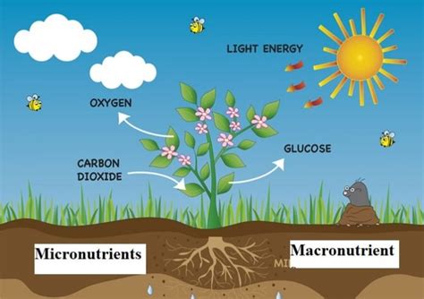 Top 17 Essential Plant Nutrients For Plant Growth | GARDENS NURSERY