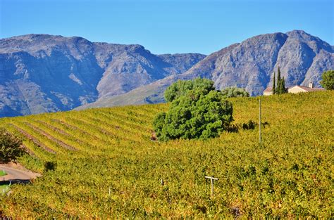 Vineyards of Uva Mira wine estate against the slopes of the Helderberg mountain - between ...