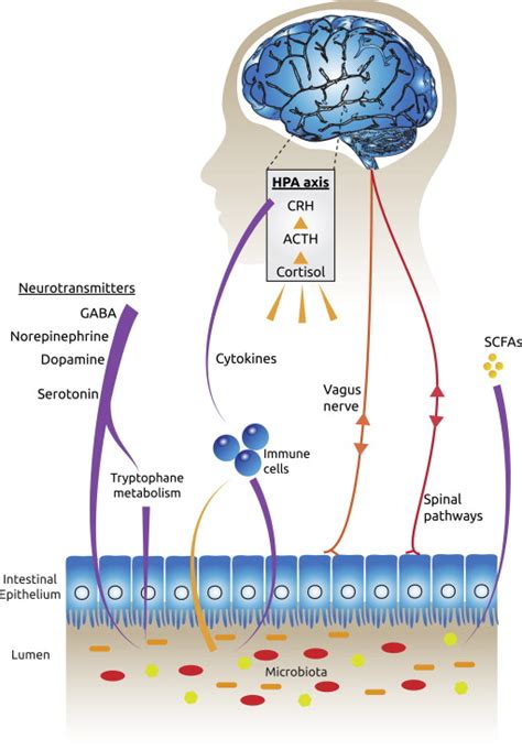 Gut Microbes May Talk to the Brain Through Cortisol - https://debuglies.com