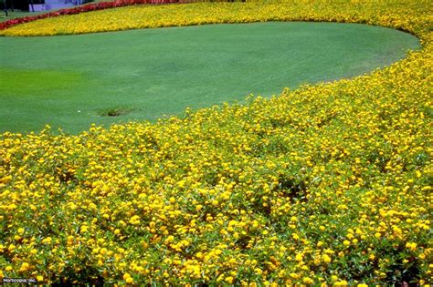 Lantana Plant and Flower | HGTV