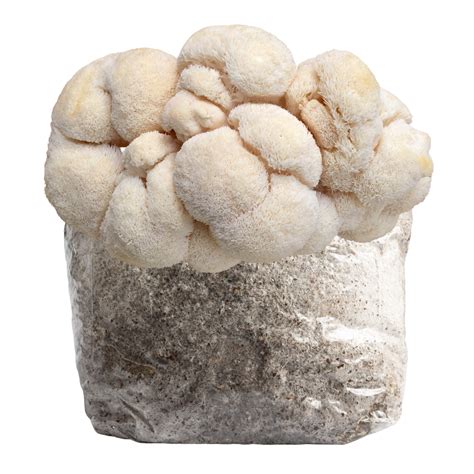 Lion's Mane Grow Kit | Buy Online | Martian Mushrooms UK