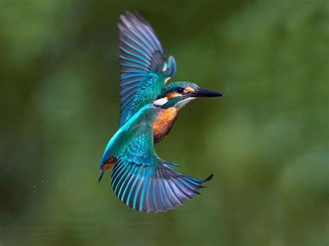 Kingfisher Bird Facts (Alcedo atthis) | Birdfact