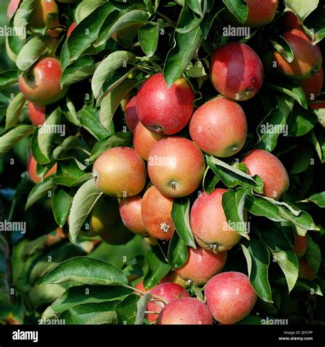 Malus domestica polka, Malus domestica 'Polka' Stock Photo - Alamy