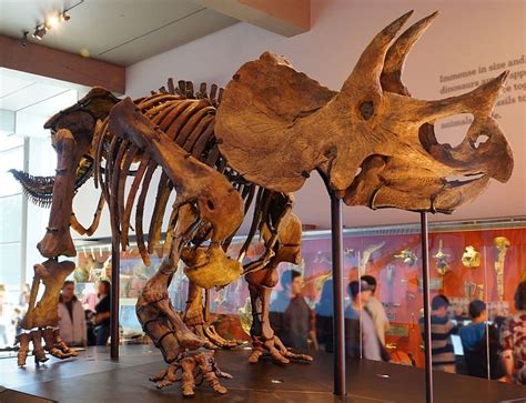 Top 10 Remarkable But Unknown Dinosaur Facts
