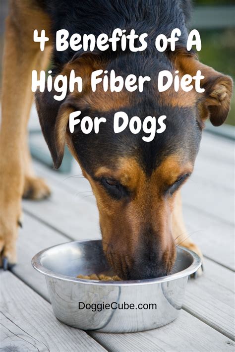 4 Benefits of A High Fiber Diet For Dogs | Fiber diet, Dog nutrition, Dog diet