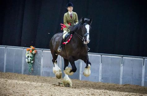 .: National Shire Horse Show Qualifiers