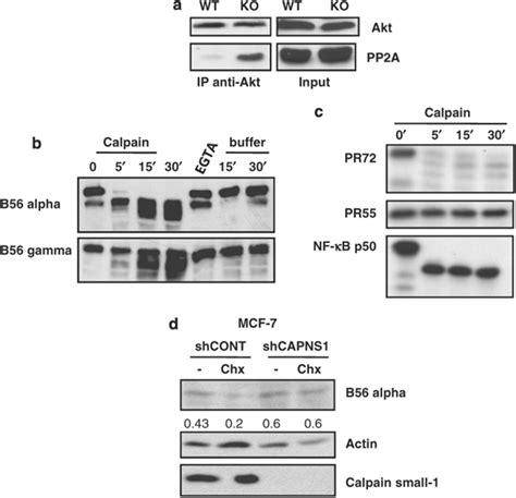 Protein phosphatase 2A (PP2A) B56 subunits are calpain substrates. (a ...