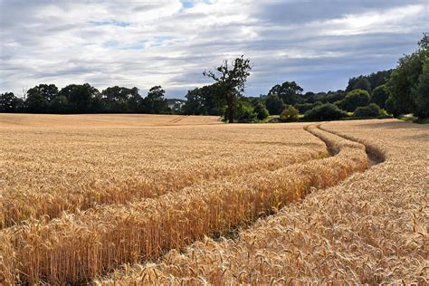 Barley Field Ready For Harvest Photograph by Gill Billington - Fine Art America