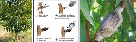 Panduan Cara Mencangkok Tanaman Durian Yang Baik dan Benar - KEBUN PEDIA