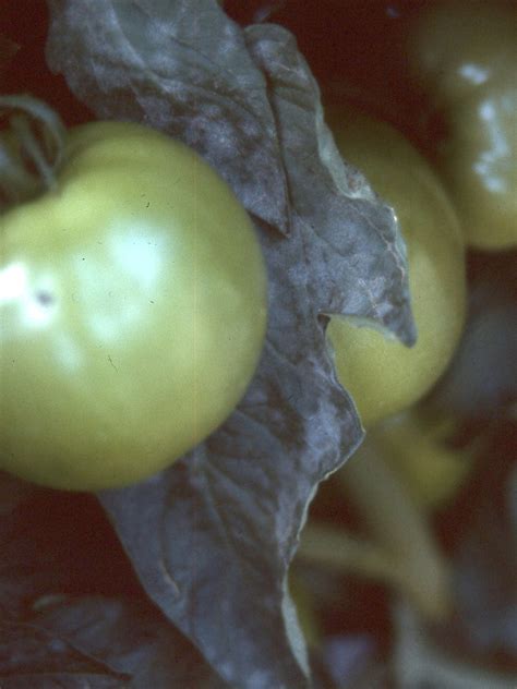 Powdery mildew on tomatoes | Vegetable Pathology – Long Island Horticultural Research ...