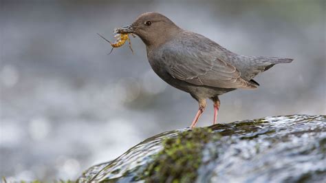 American Dipper | Audubon Field Guide