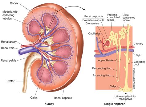 Kidney Anatomy & Nephron Filtration Diagram | Carlson Stock Art
