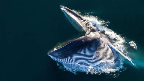 Here’s how some whales eat without choking down water | Science News