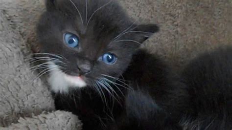 Black kittens with blue eyes (4 weeks old) - YouTube