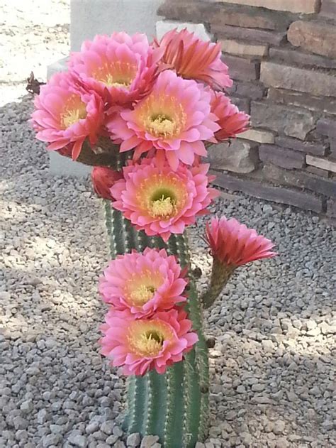 Best 25+ Arizona cactus ideas on Pinterest | Desert flowers, Cactus ...