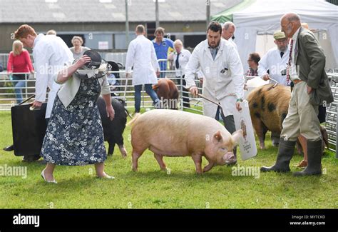 Ardingly Sussex UK 8th June 2018 - Fierce competition in the Best Pig in Show category at the ...