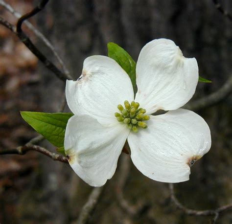 Dogwood Trees Bloom After Serviceberries – wildeherb.com