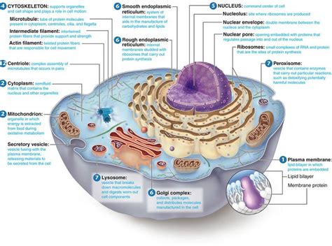 Animal Cell Labeled : Biological Science Picture Directory – Pulpbits.net