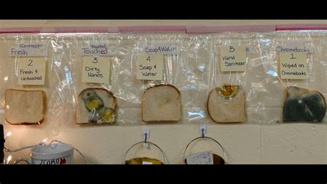 Teacher's moldy bread experiment shows importance of washing hands ...