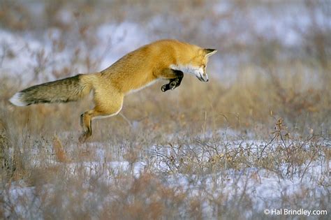 Photo of the Week: Leaping Red Fox