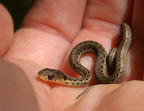 Sssssnakes! Cute Baby Snakes! - Baby Animal Zoo