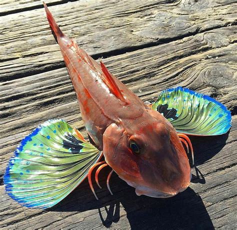 🔥 Spiny Red Gurnard is 🔥 - 9GAG