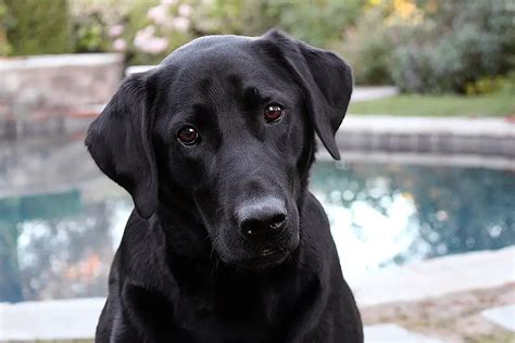 Why Are Labrador Retrievers So Friendly (Explained!) - Animals HQ